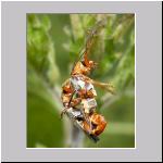 Cantharis thoracica - Weichkaefer 03.jpg